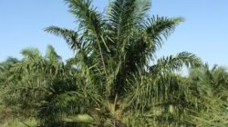 Di Antara Hamparan Sawit dan Bayang-Bayang Sengketa, PT Sawit Raya Tegaskan: Lahan Bukan untuk Direbut, Melainkan Dihormati oleh Hukum
