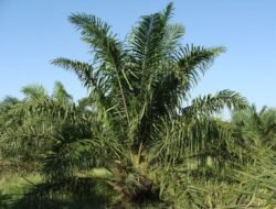 Di Antara Hamparan Sawit dan Bayang-Bayang Sengketa, PT Sawit Raya Tegaskan: Lahan Bukan untuk Direbut, Melainkan Dihormati oleh Hukum