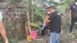 Geger! Warga Ligung Temukan Bayi Meninggal di Sawah, Ari-ari Masih Menempel