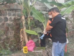 Geger! Warga Ligung Temukan Bayi Meninggal di Sawah, Ari-ari Masih Menempel