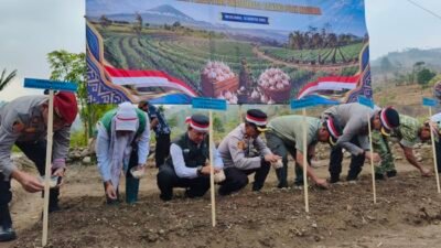 Bawang Putih Majalengka Digedor! Target Swasembada Nasional Dimulai dari Nunuk