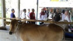 Tiga Kelompok Peternak Jabar Terima Bibit Sapi, Disiapkan Jadi Penggerak Ekonomi Desa