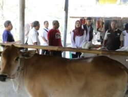 Tiga Kelompok Peternak Jabar Terima Bibit Sapi, Disiapkan Jadi Penggerak Ekonomi Desa