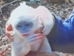 Dramatis! Anak Surili Terjebak di Atas Pohon yang Terbakar di Gunung Ciremai, Petugas Bergerak Menyelamatkan